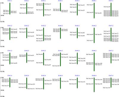Genome-wide identification and expression profiling reveal the regulatory role of U-box E3 ubiquitin ligase genes in strawberry fruit ripening and abiotic stresses resistance